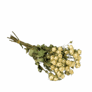 Dried Flowers - spray Roses Natural White