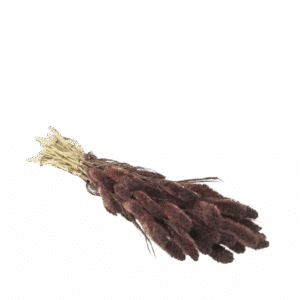 Dried Flowers - Setarea Dark Brown