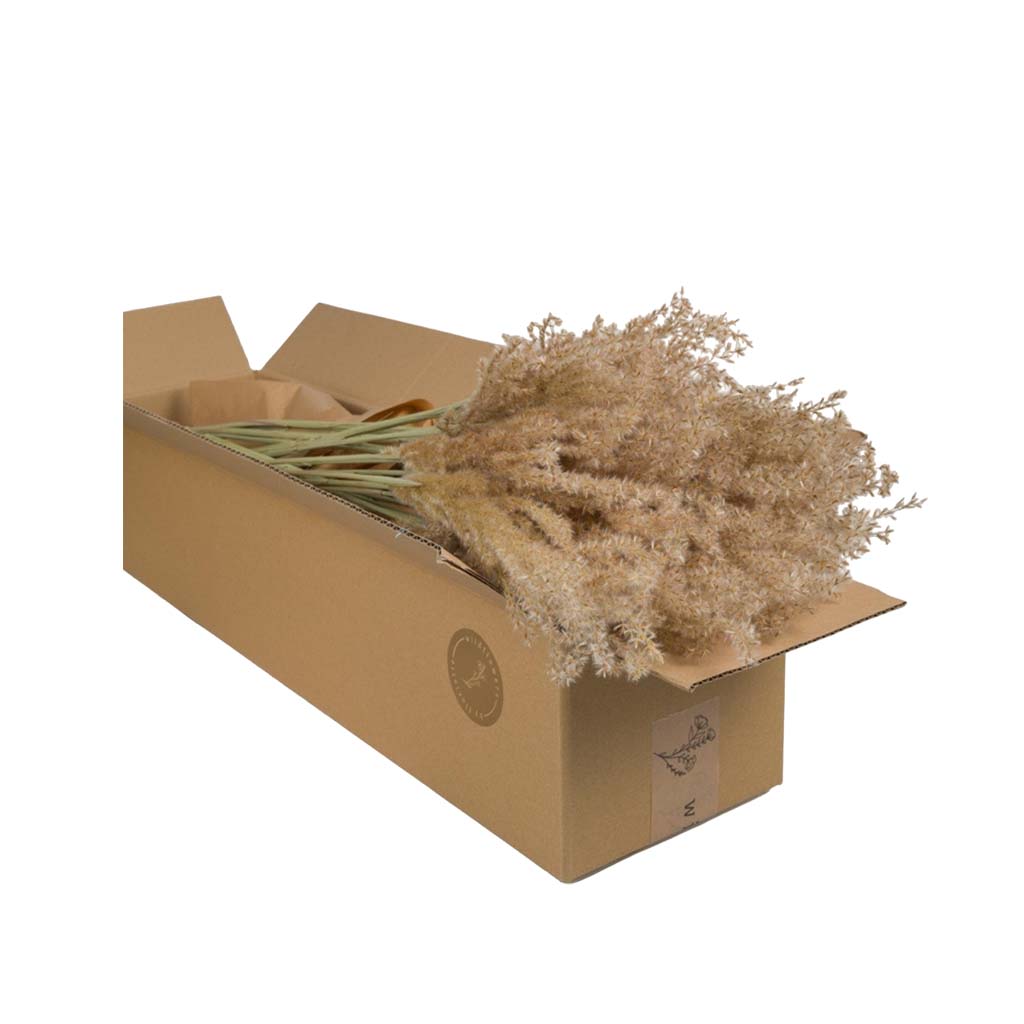 Dried Flowers - Miscanthus Natural
