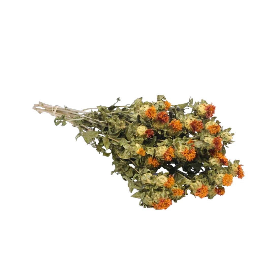 Dried Flowers - Carthamus Orange