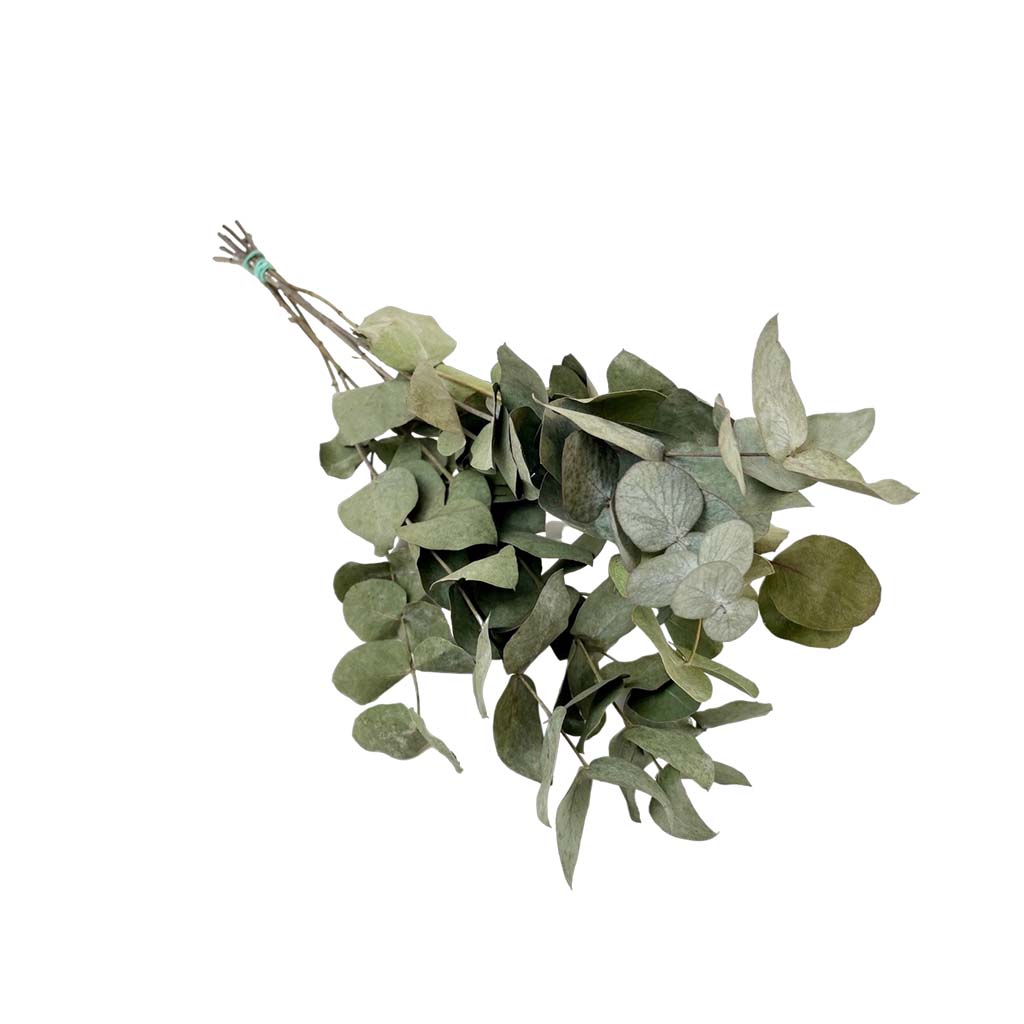 Dried Flowers - Eucalyptus Cinerea