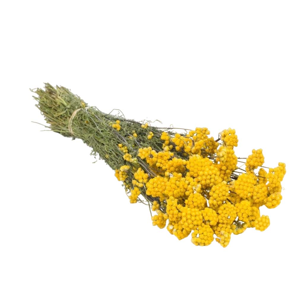 Dried Flowers - Lona Natural Yellow
