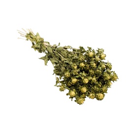 [HDFL01001] Dried Flowers - Carthamus Green
