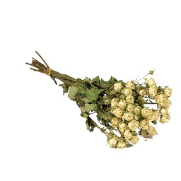 [HDFL01201] Dried Flowers - Spray Roses Natural White